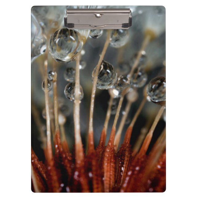 Dandelion and water drops, CA Clipboard (Front)