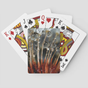 Dandelion and water drops, CA Playing Cards