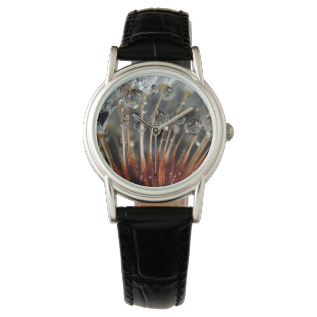 Dandelion and water drops, CA Watch (Front)