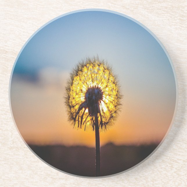 Dandelion at Sunrise Coaster (Front)