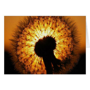 Dandelion au coucher du soleil