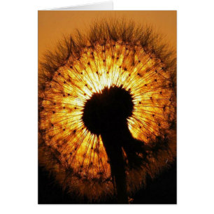 Dandelion au coucher du soleil