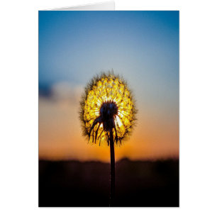 Dandelion au lever du soleil