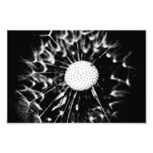 dandelion blacq photo print