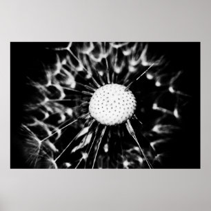 dandelion blacq poster