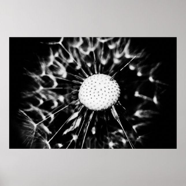 dandelion blacq poster (Front)