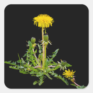 Dandelion blooming square sticker