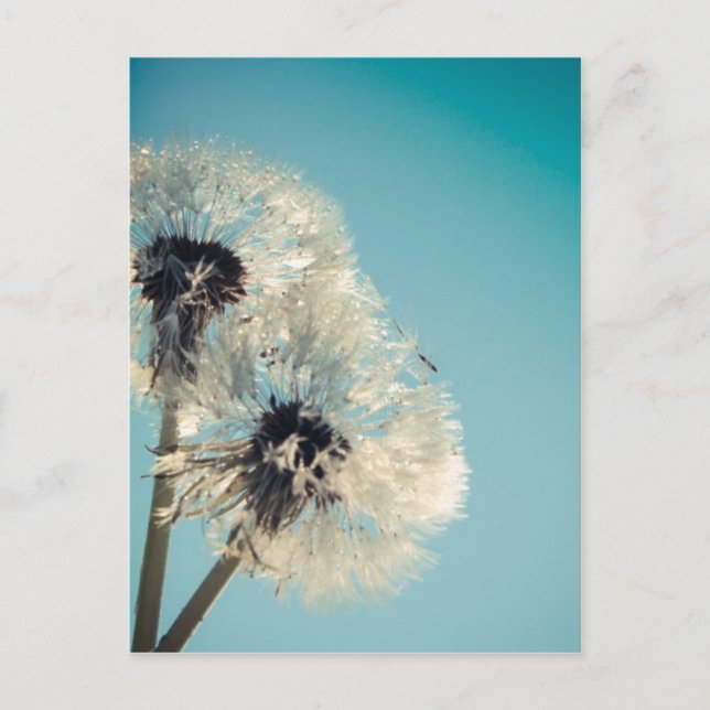 Dandelion Blue Sky Postcard (Front)