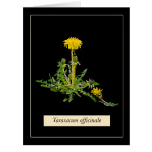 Dandelion botanical card