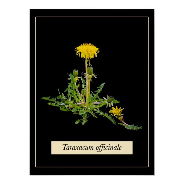 Dandelion botanical Glossy Poster (Front)
