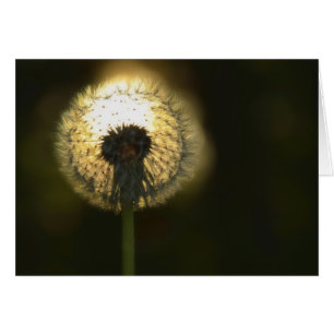 Dandelion Bulb