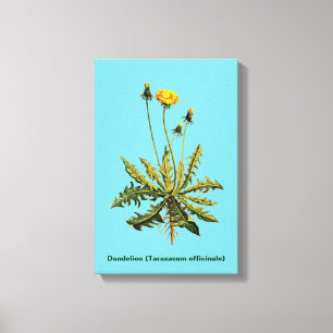 Dandelion Canvas Print