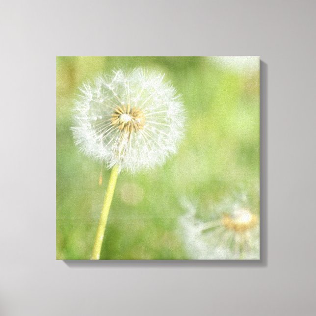 Dandelion Canvas Print (Front)