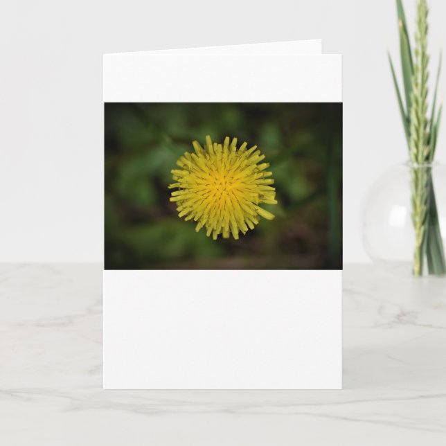 Dandelion, card (Front)
