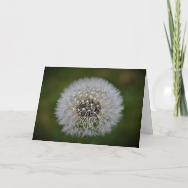 Dandelion, card (Front)