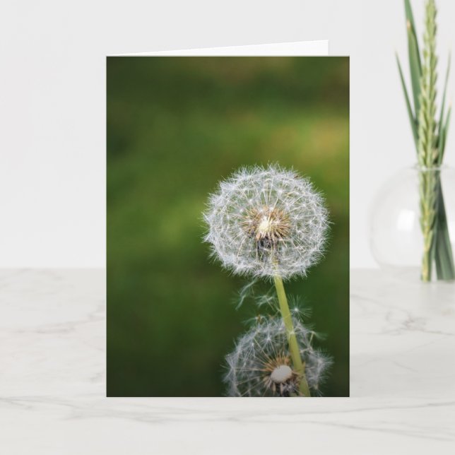 Dandelion, card (Front)