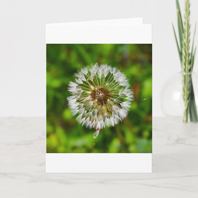 Dandelion, card (Front)
