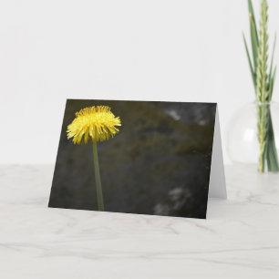 Dandelion, card