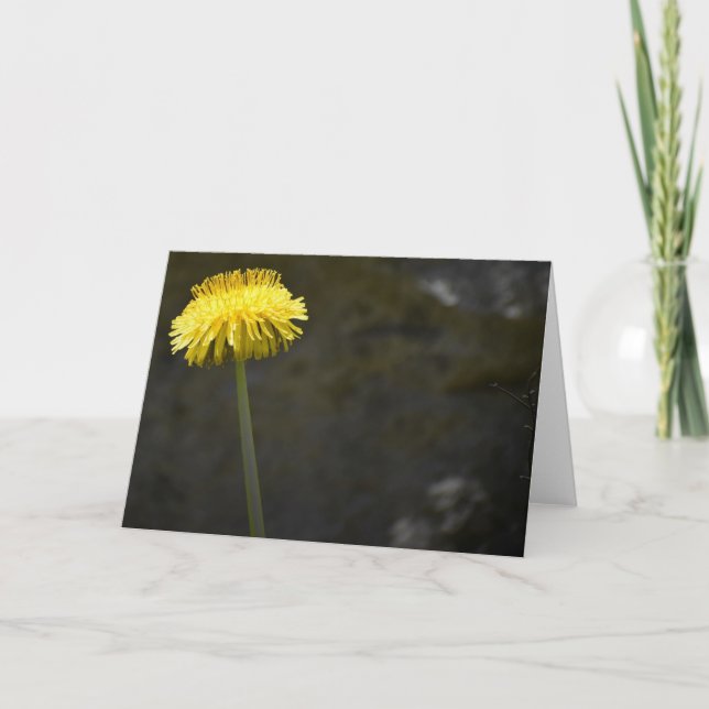 Dandelion, card (Front)