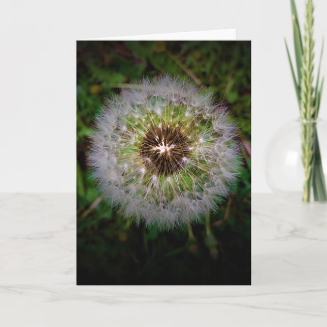 Dandelion, card (Front)