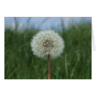 Dandelion Card