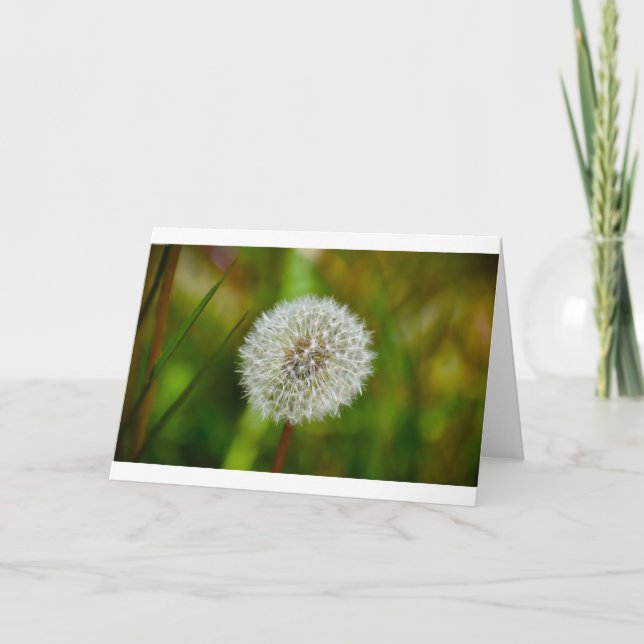Dandelion, card (Front)