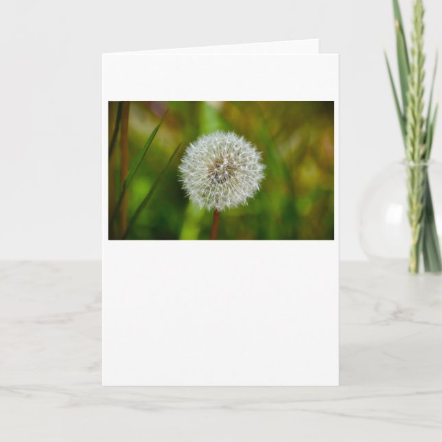 Dandelion, card (Front)