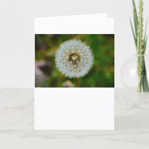 Dandelion, Card