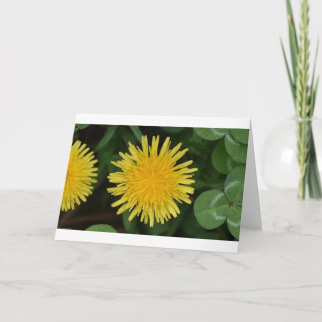 Dandelion, card (Front)