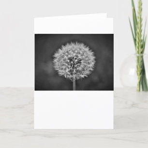 Dandelion, card