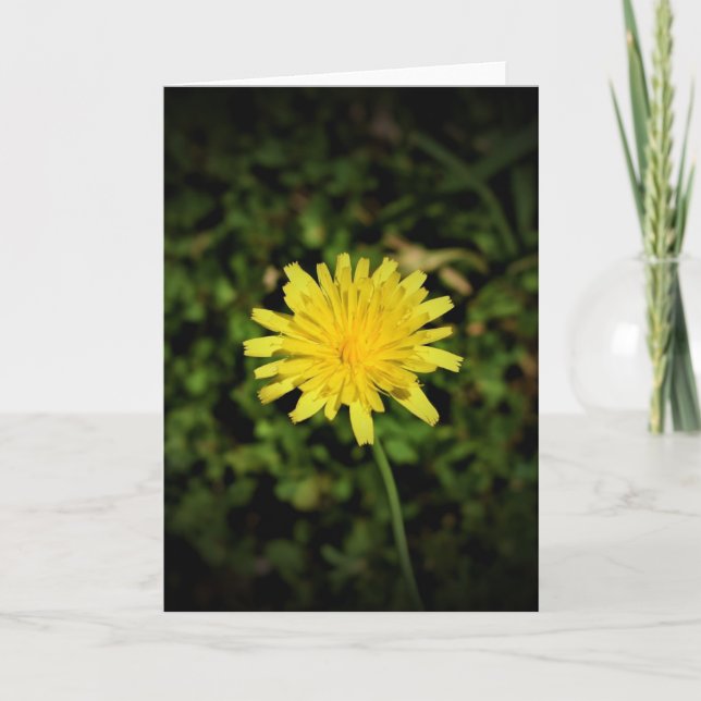 Dandelion, card (Front)
