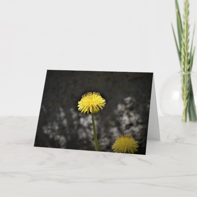 Dandelion, card (Front)