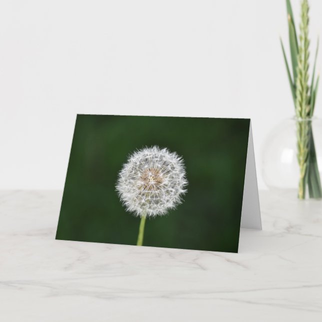 Dandelion, card (Front)