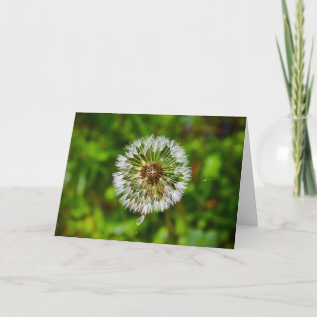 Dandelion, card (Front)