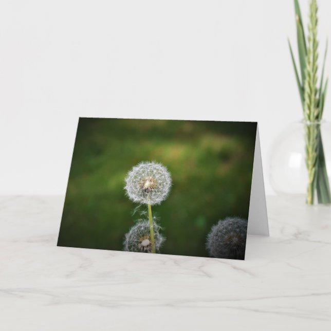 Dandelion, card (Front)