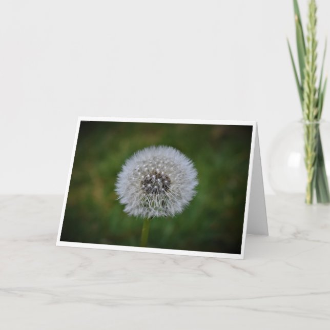 Dandelion, carte (Devant)