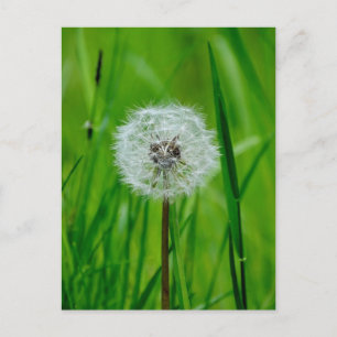 Dandelion - Carte postale