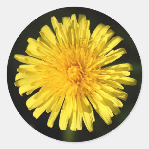 Dandelion Classic Round Sticker