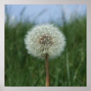 Dandelion Clock Poster