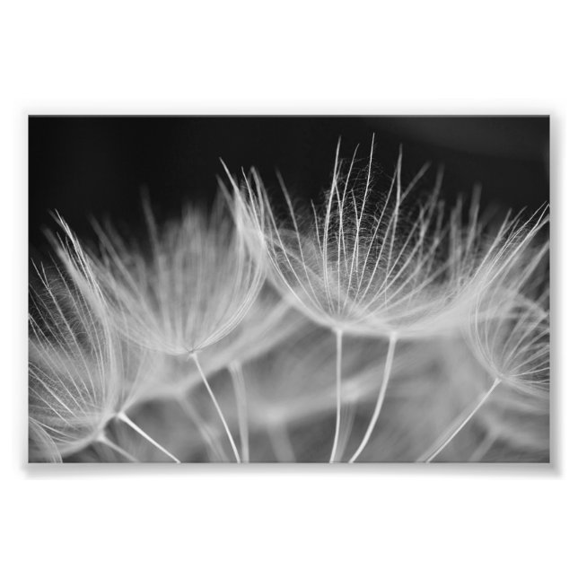 Dandelion Closeup in Black White Photo Print (Front)