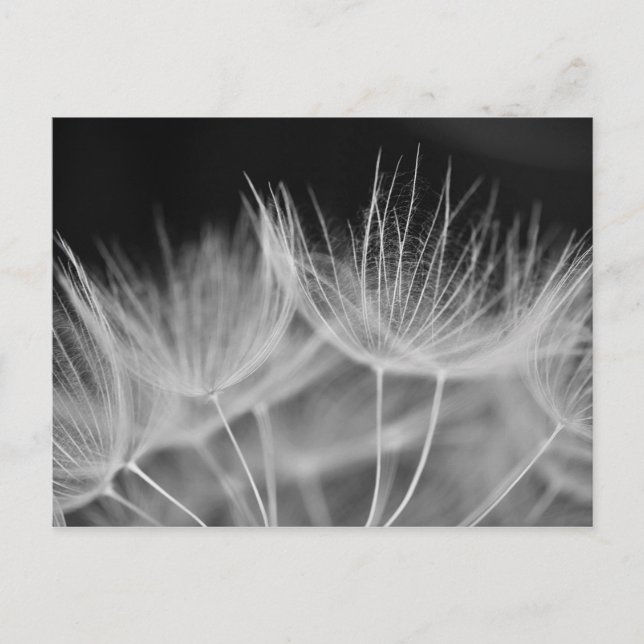 Dandelion Closeup in Black White Postcard (Front)
