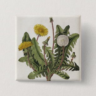 Dandelion (colour engraving) 2 inch square button