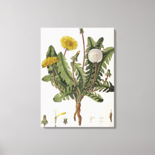 Dandelion (colour engraving) canvas print