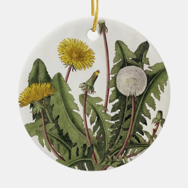 Dandelion (colour engraving) ceramic ornament (Front)