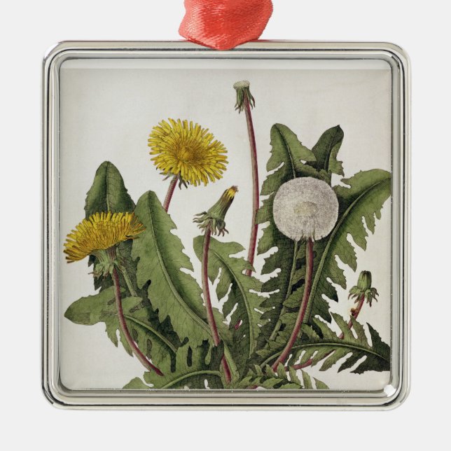 Dandelion (colour engraving) metal ornament (Front)