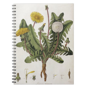 Dandelion (colour engraving) notebook