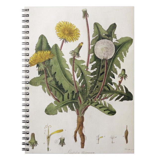 Dandelion (colour engraving) notebook (Front)