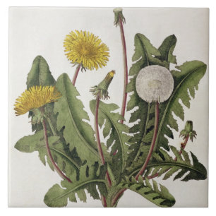Dandelion (colour engraving) tile