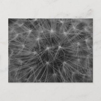 Dandelion Constellation Postcard