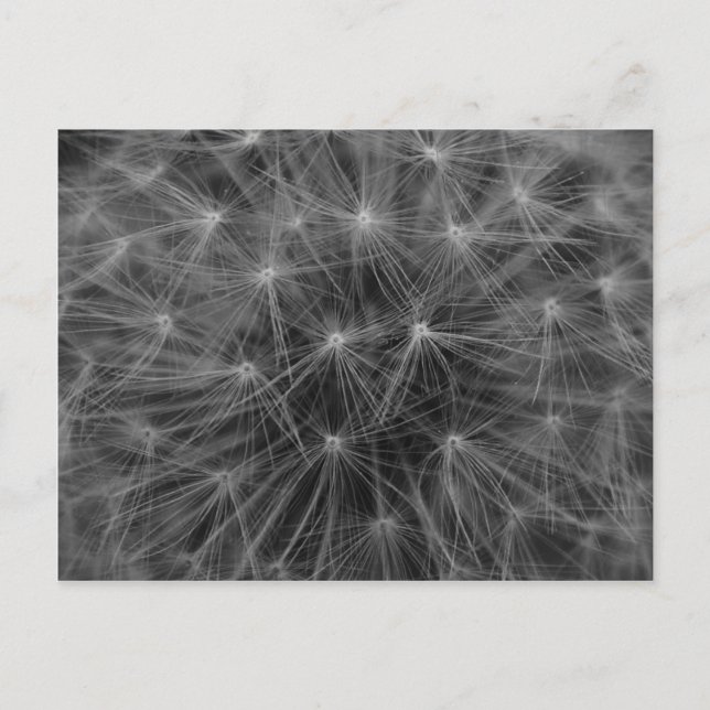 Dandelion Constellation Postcard (Front)